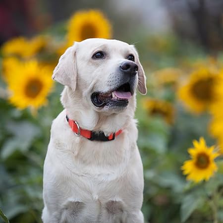Adjustable Dog Collar 35cm to 55cm Puppy Neck Belt for Small Medium Dogs